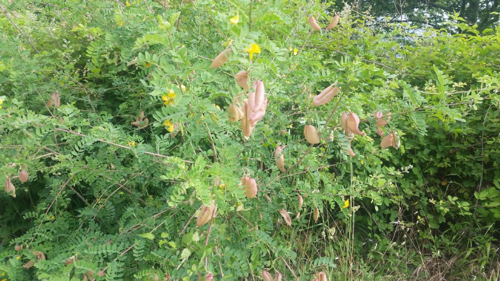 Colutea arborescens (Fabaceae)